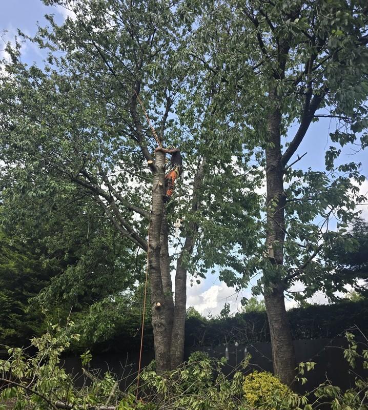 Contact Us for Tree Services