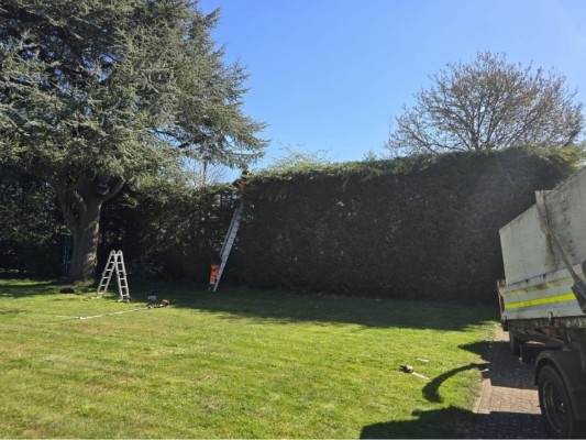 Professional hedge cutting service