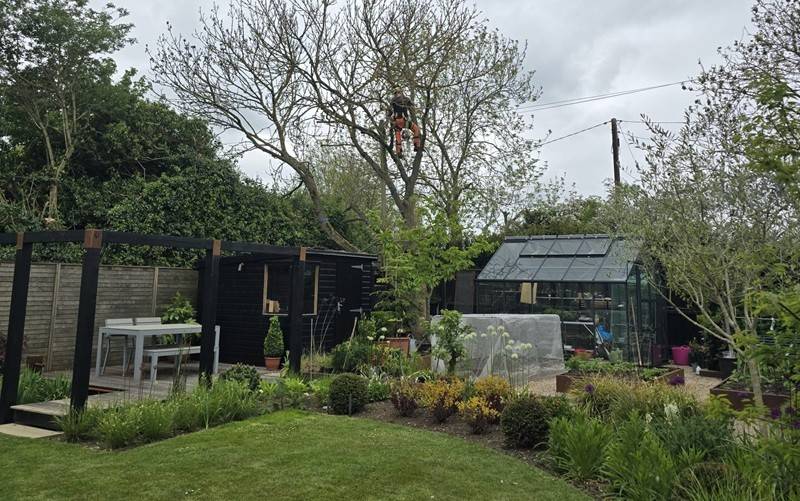 Tree Surgeon Service