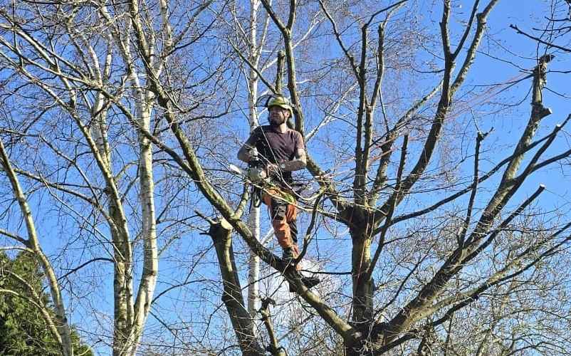 Tree Surgeon Service